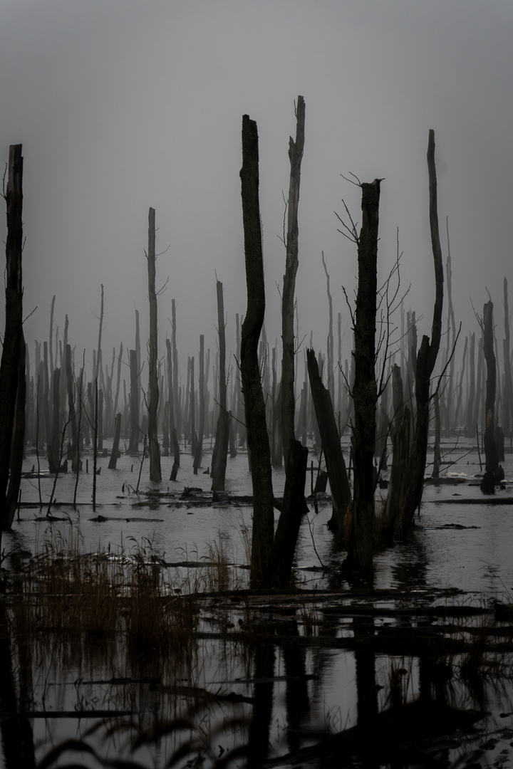 Abgestorbener Wald im Wasser