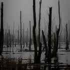 Abgestorbener Wald im Wasser