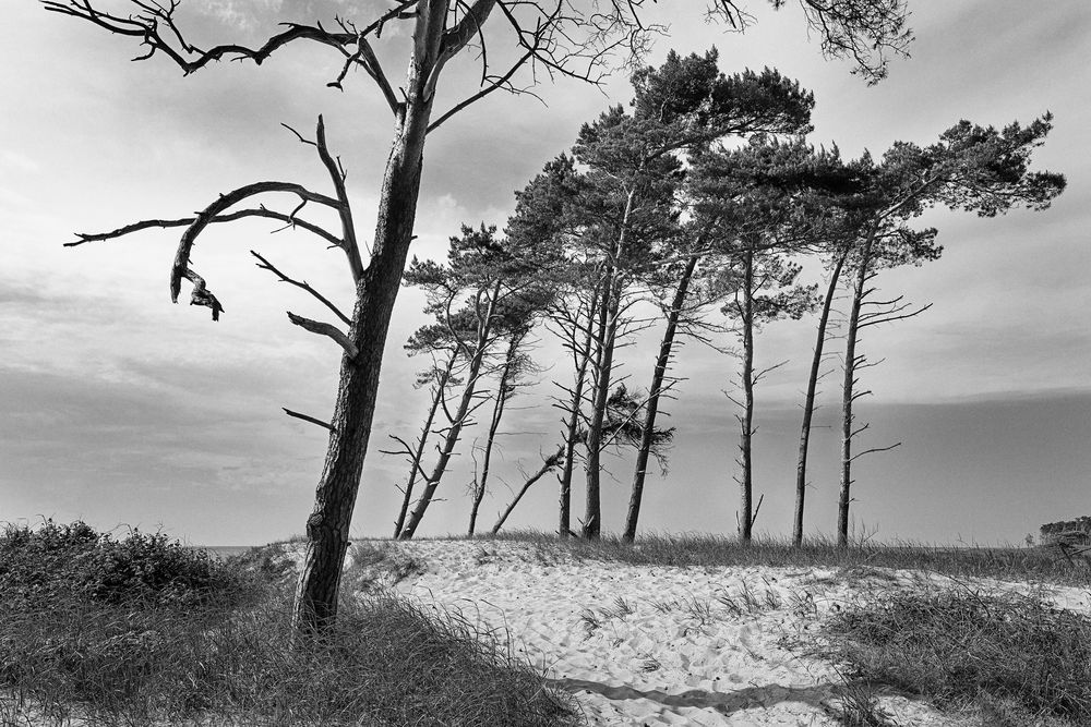 Abgestorbener Windflüchter Weststrand