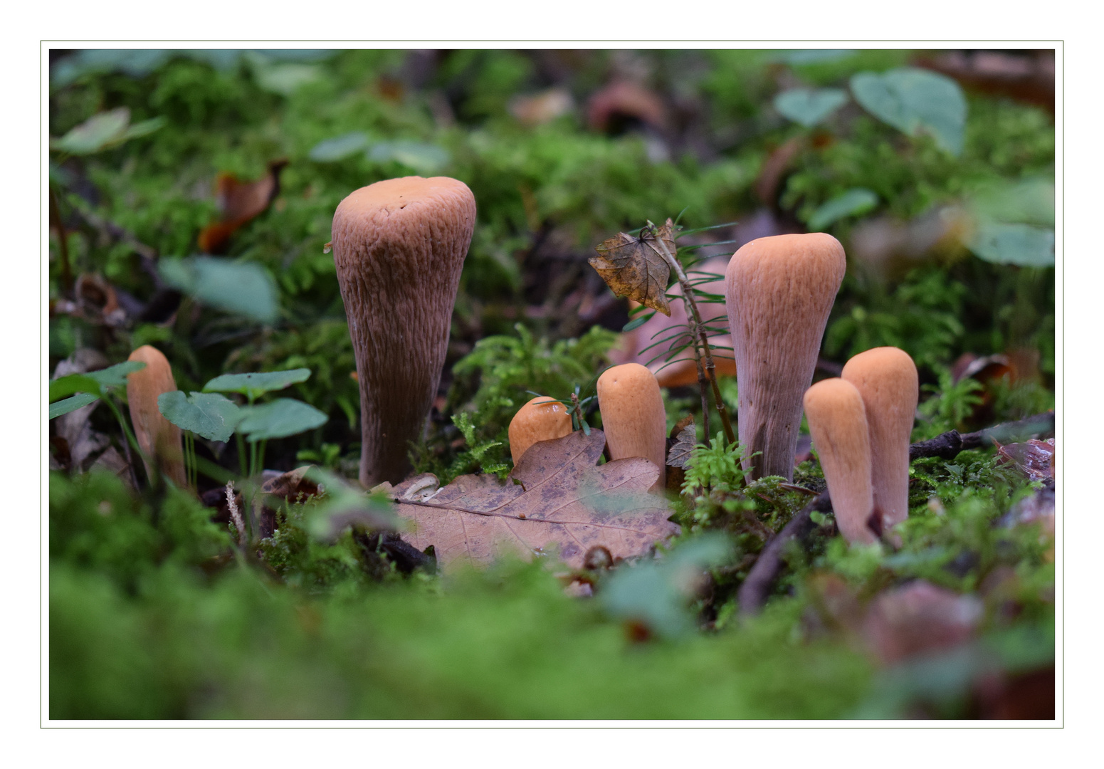 Abgestutzte Riesenkeule