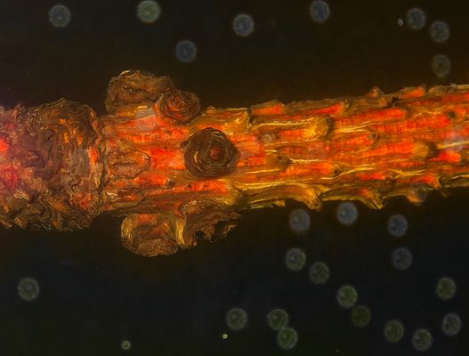 ABGETAUCHT IN DIE UNTERWASSERWELT 