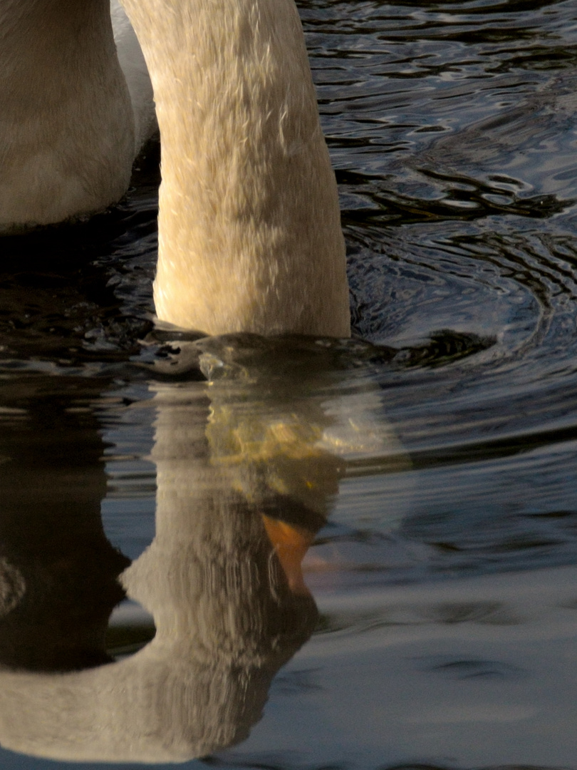 Abgetauchter Schwan