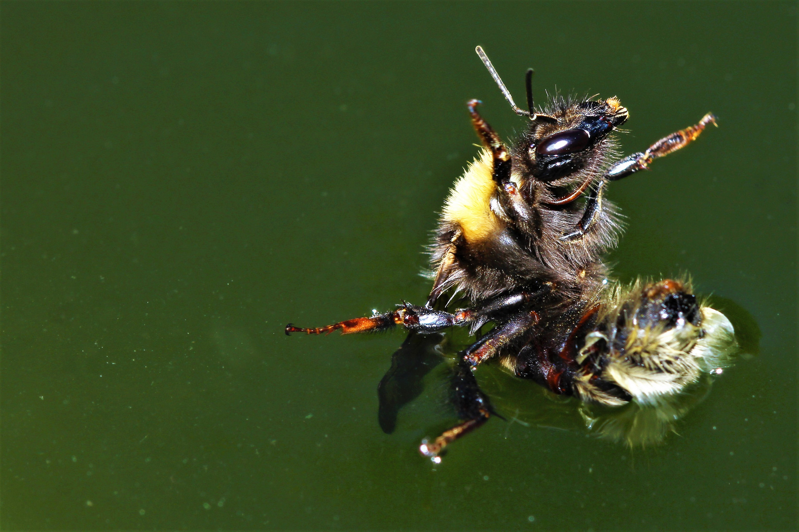 Abgetszürzt und baden gegangen