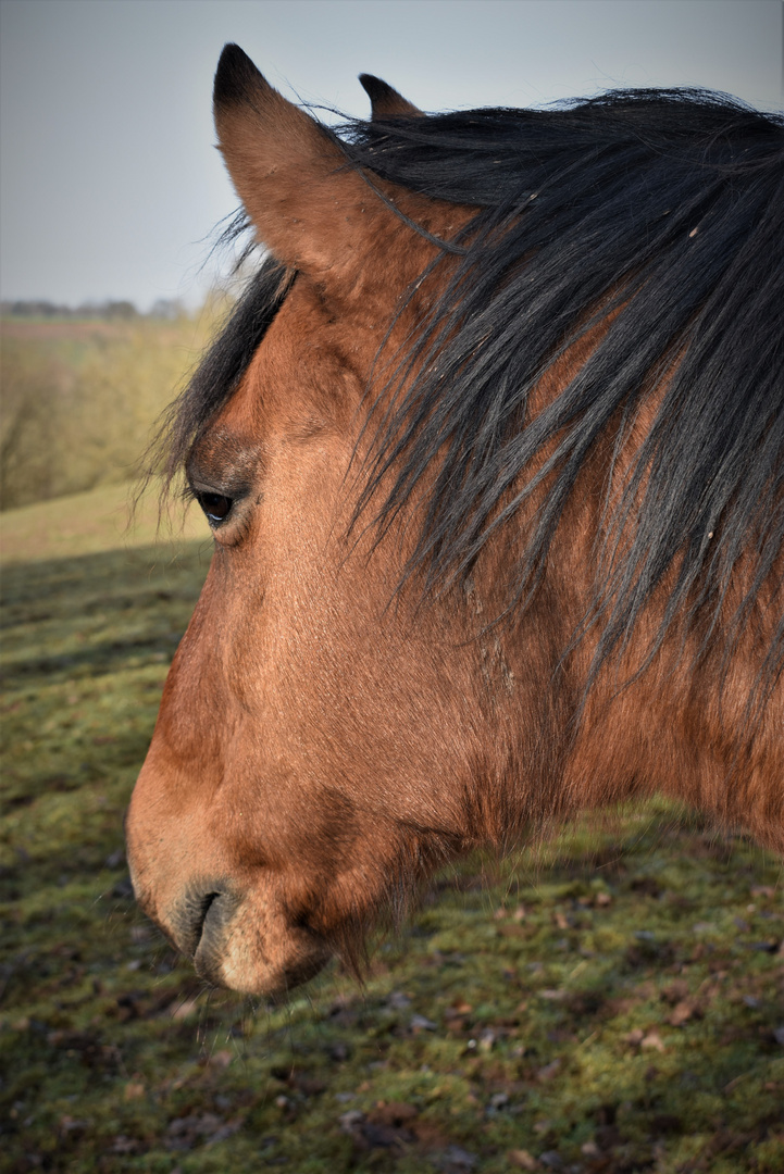 Abgewandt - Portrait