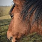 Abgewandt - Portrait