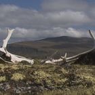 Abgeworfen in der Tundra