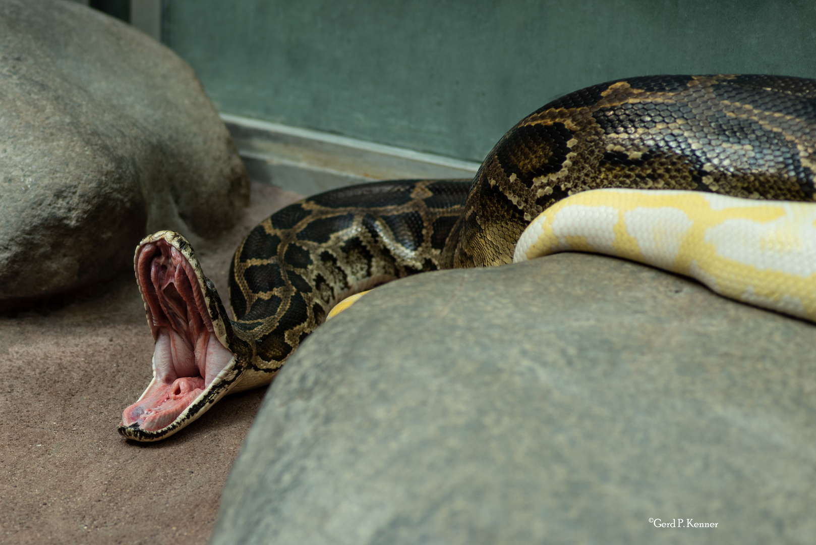 Abgottschlange - Boa constrictor