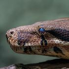 Abgottschlange | Boa constrictor