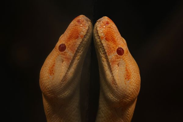 Abgottschlange gespiegelt