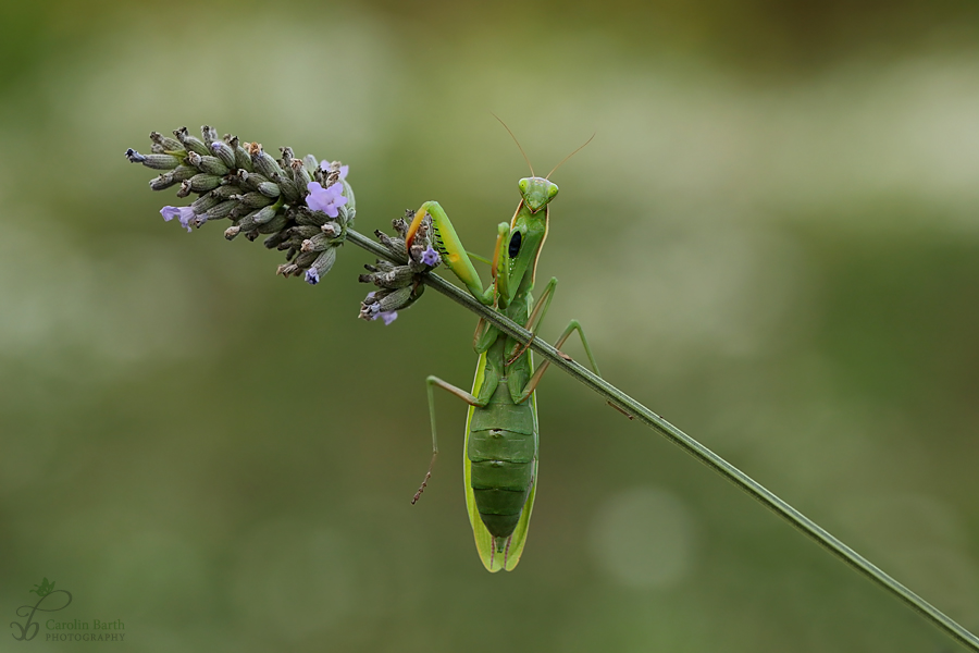 Abhängen am Lavendel