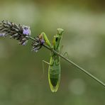 Abhängen am Lavendel