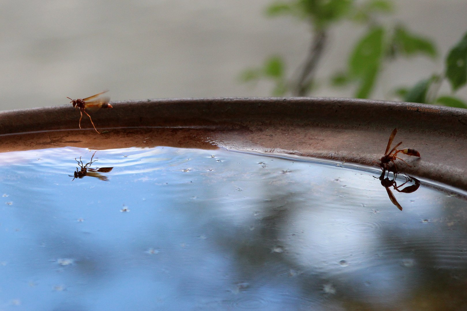 Abhängen an der Wasserstelle