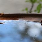 Abhängen an der Wasserstelle