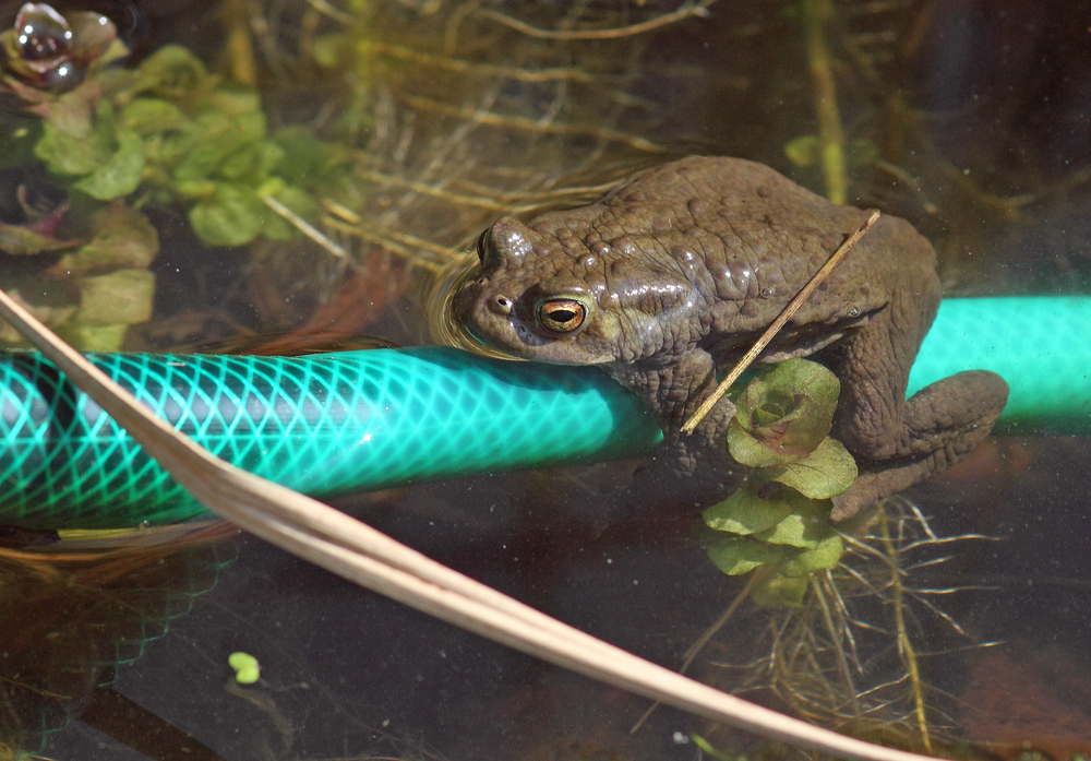 Abhängen auf dem Wasserschlauch