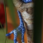 abhängen - blaue Giraffe