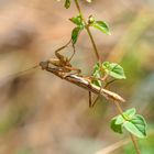 Abhängen - Gottesanbeterin Ameles gracilis