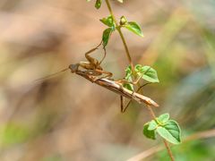 Abhängen - Gottesanbeterin Ameles gracilis