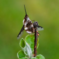 Abhängen im Garten