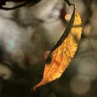 Abhängen im Herbstlicht