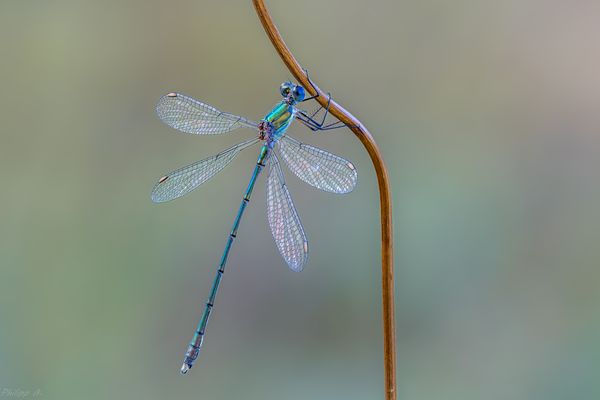 Abhängen im Perlmuttlook…