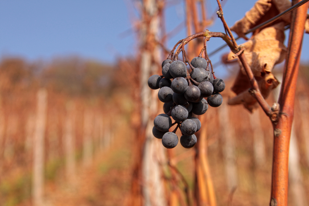 abhängen im Weinberg