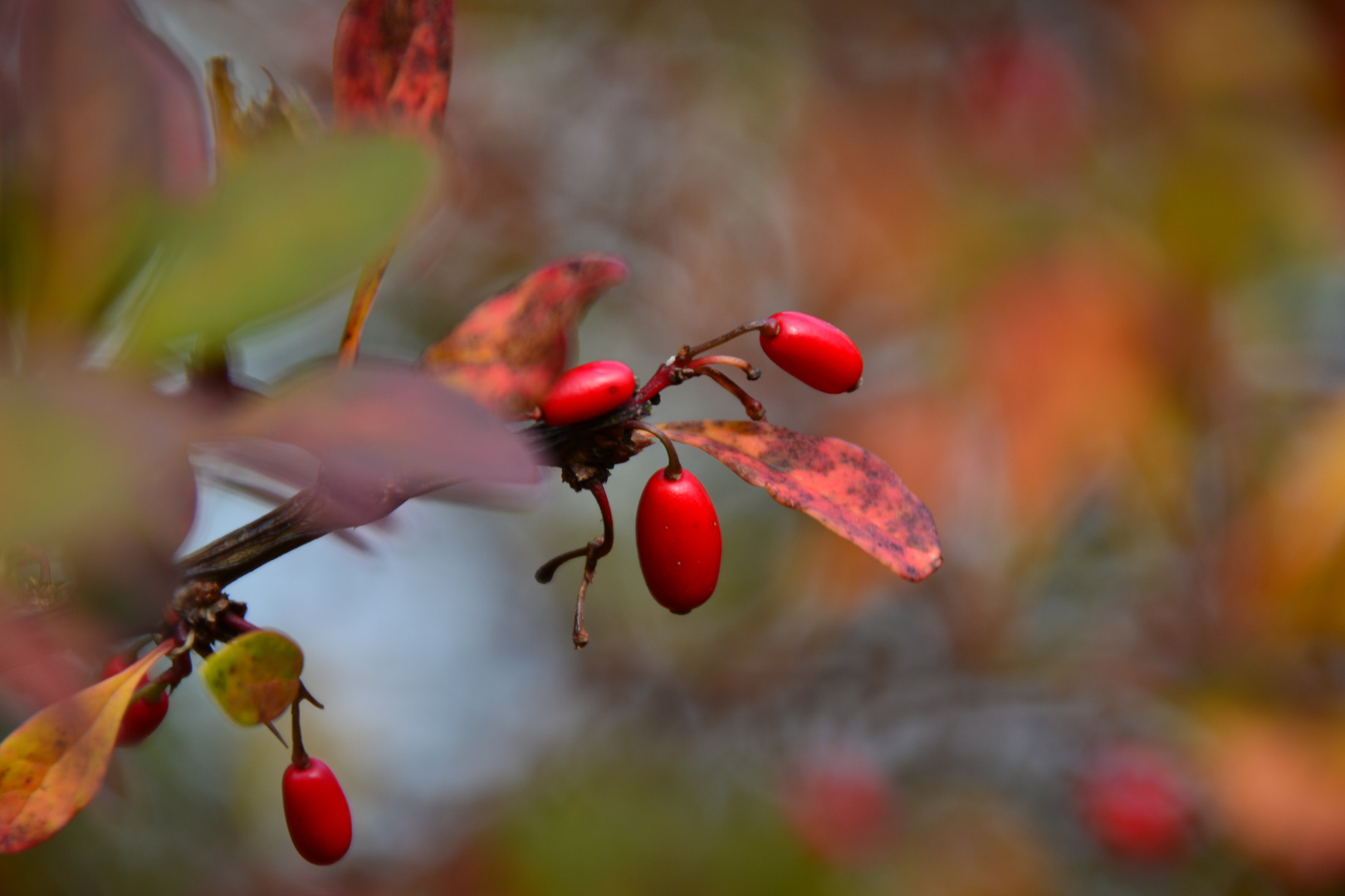 Abhängen im windigen Herbst