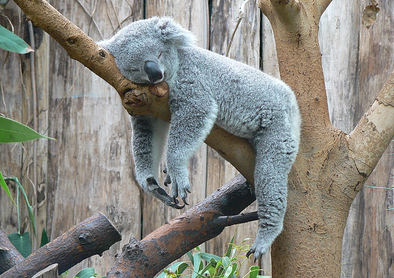 Abhängen im Zoo Duisburg