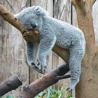 Abhängen im Zoo Duisburg