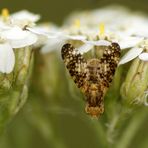 Abhängen in der Mittagssonne