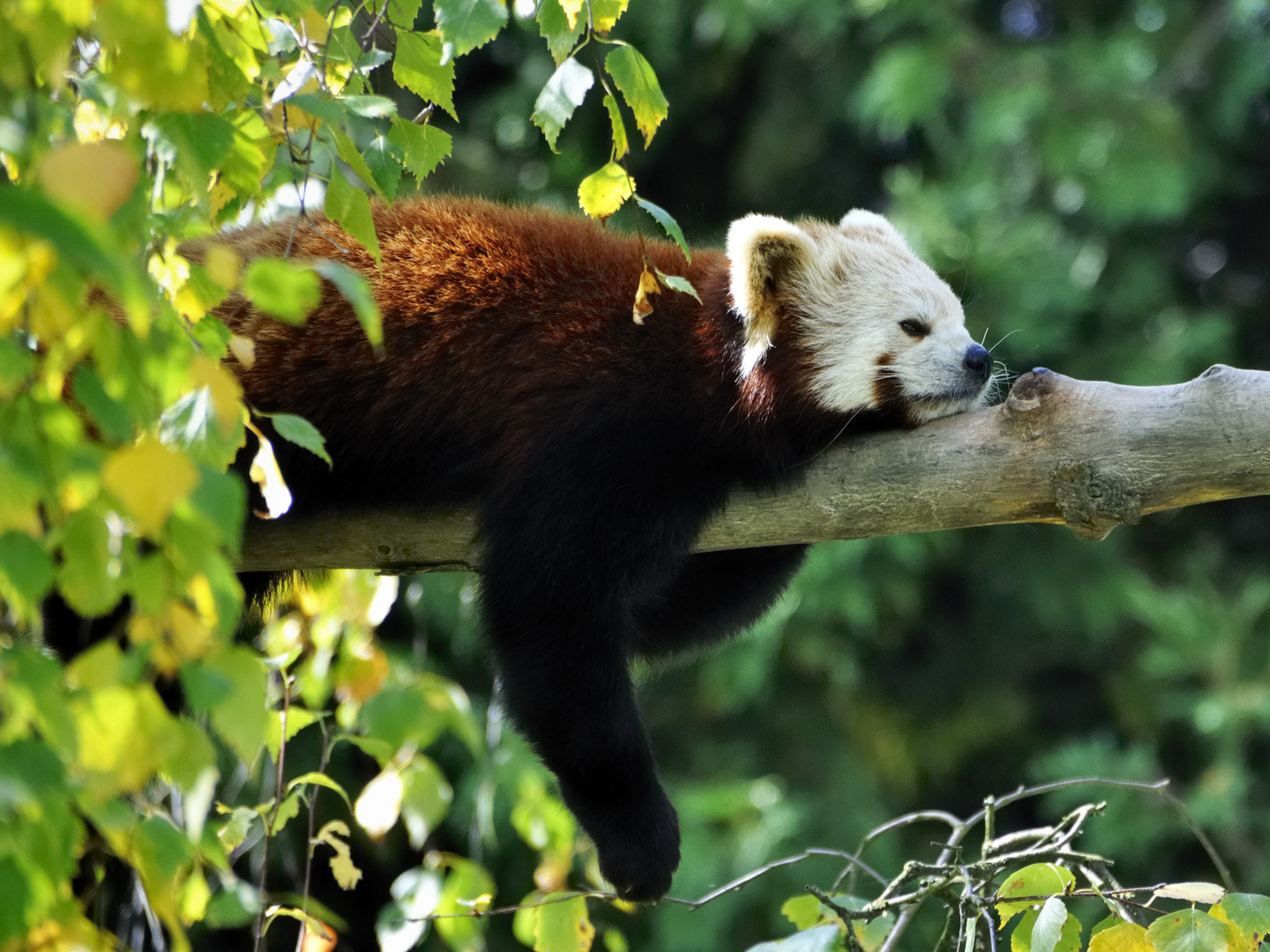 Abhängen (Roter Panda)