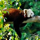 Abhängen (Roter Panda)