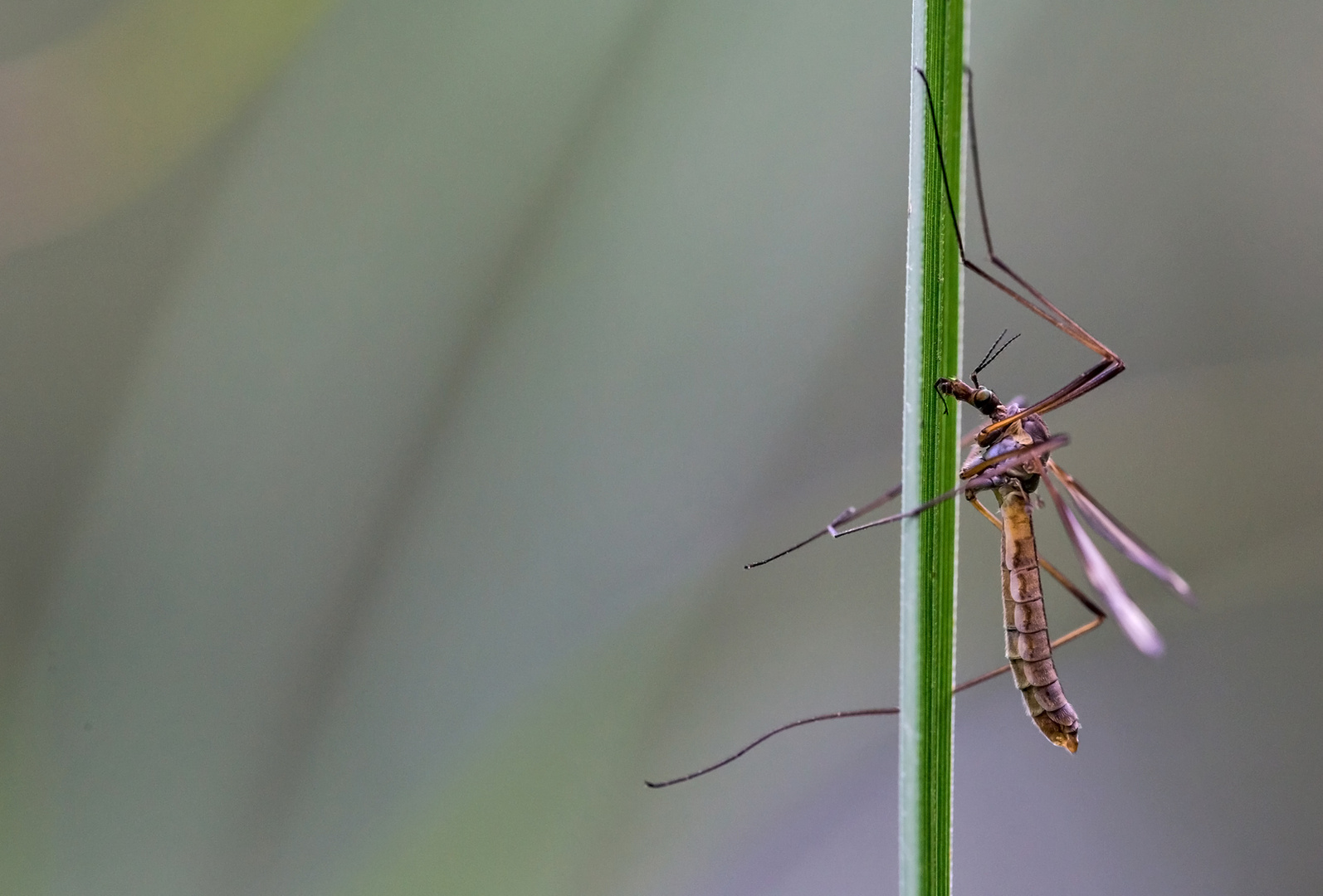 Abhänger Foto & Bild tiere, wildlife, insekten Bilder auf