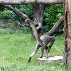 Abhauen - Fotografen im Anmarsch !