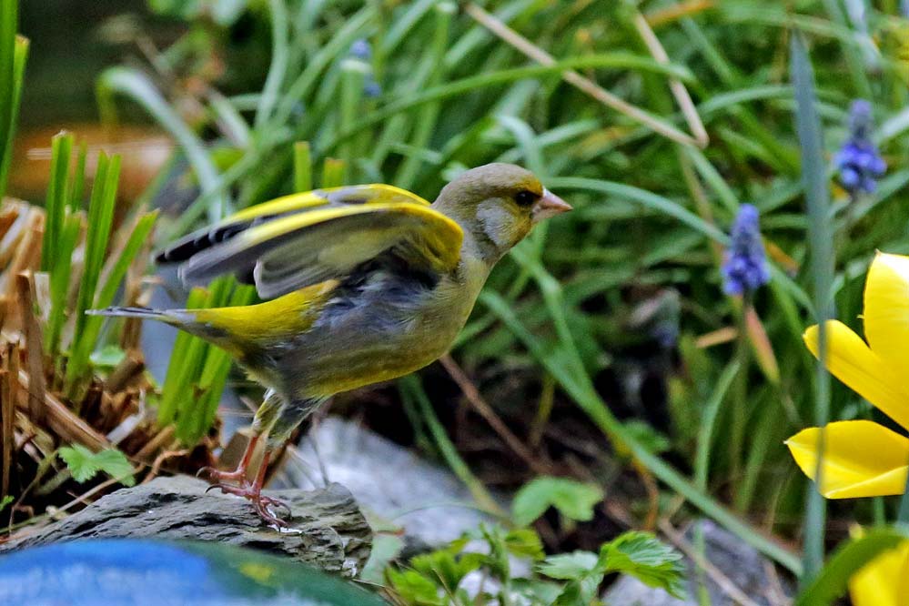 abheben - Carduelis chloris