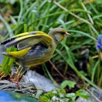 abheben - Carduelis chloris