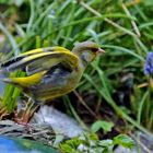 abheben - Carduelis chloris