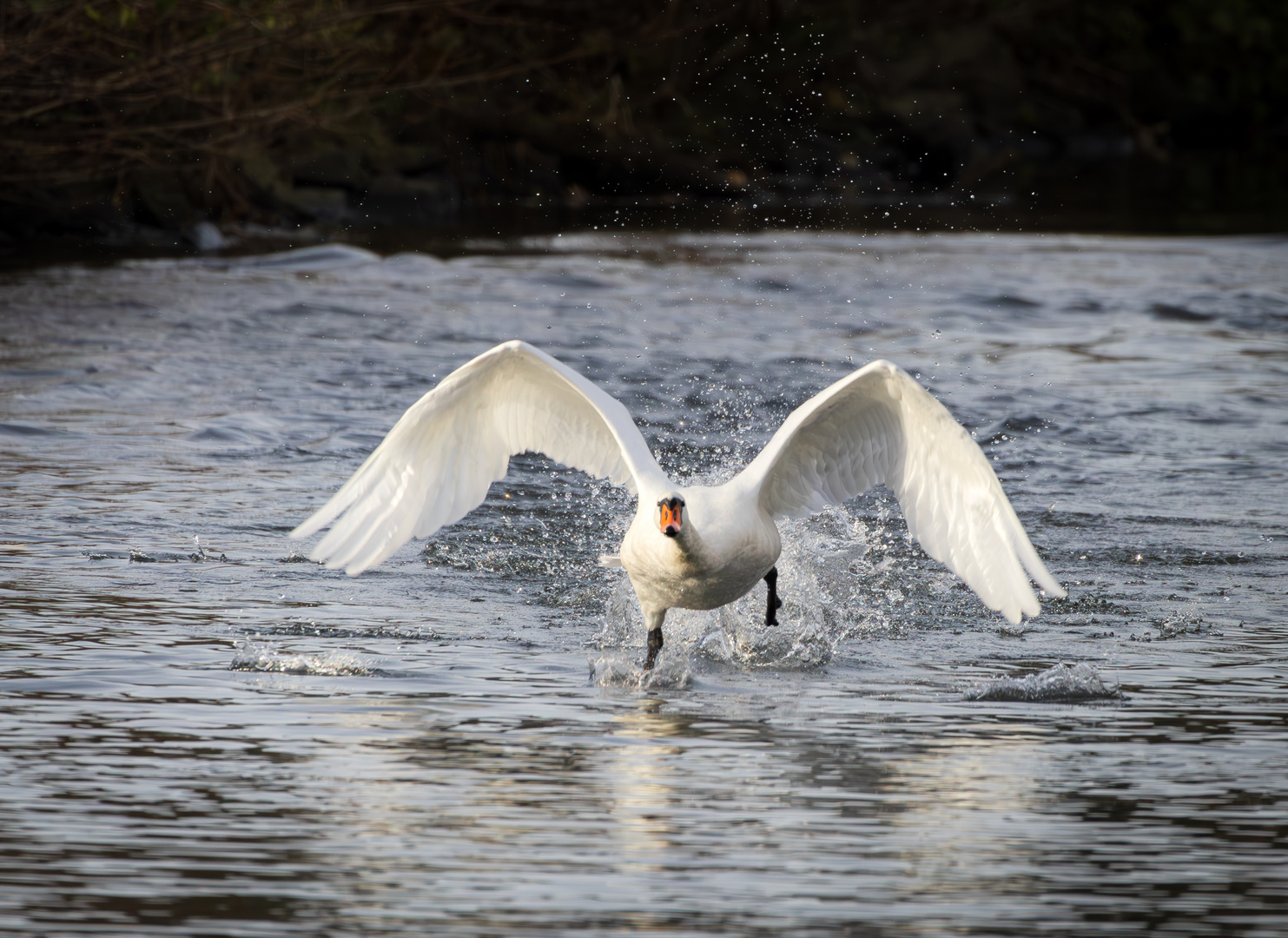 Abhebender Schwan....