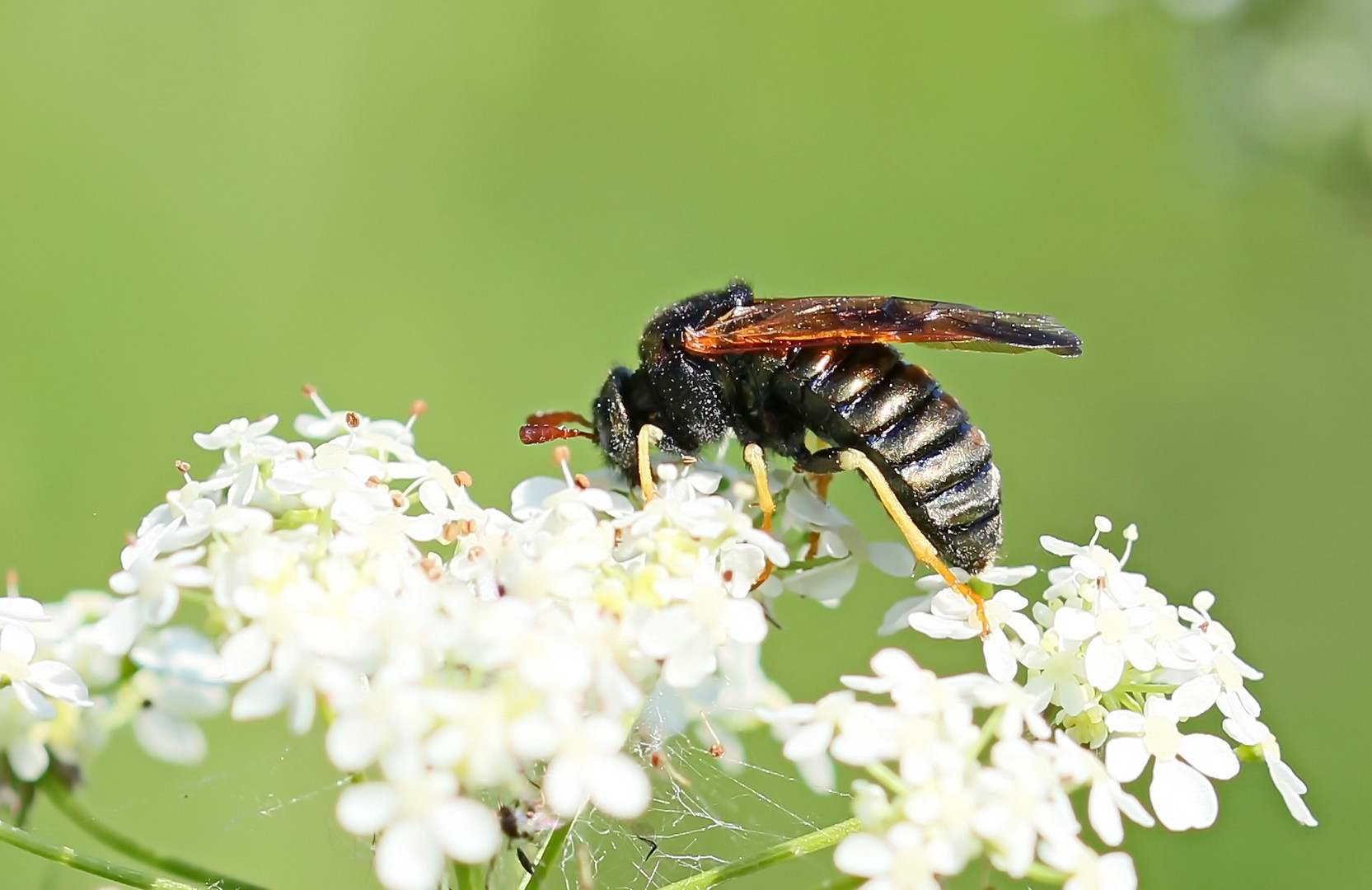 Abia sericea