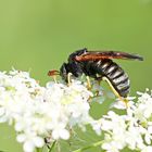 Abia sericea