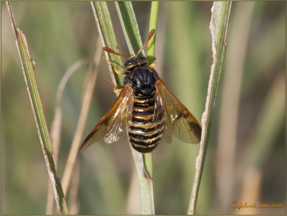 Abia sericea Femmina (Linnaeus, 1767) Foto Immagini natura, diptera
