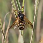 Abia sericea Femmina (Linnaeus, 1767)