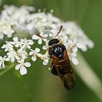 Abia sericea Nr.1