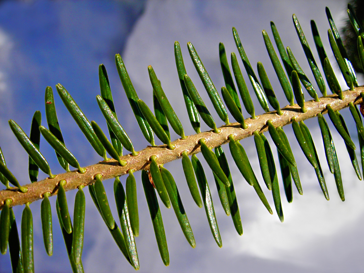 Abies alba