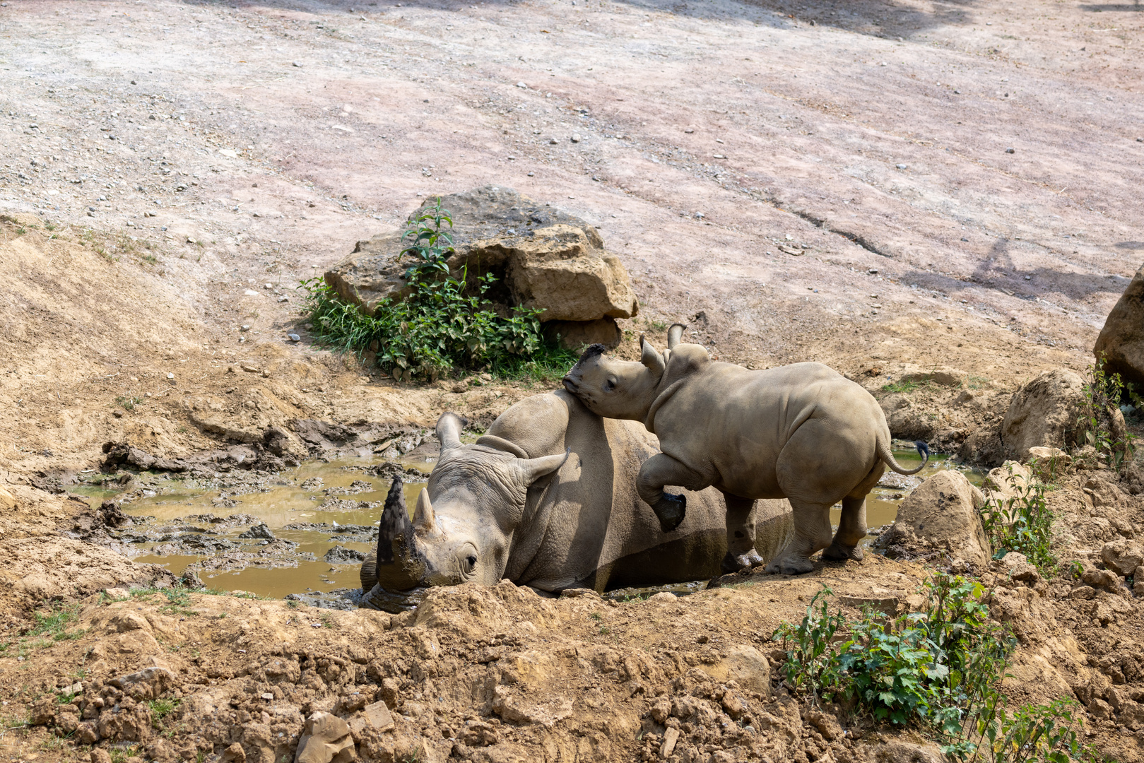 Abkühlung beim Breitmaulnashorn