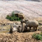 Abkühlung beim Breitmaulnashorn