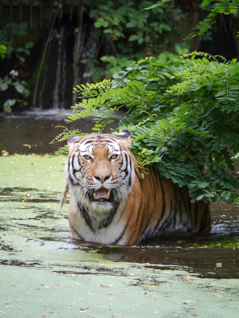 Abkühlung gefällig. Aufgenommen im Zoo Duisburg am 24.07.2014