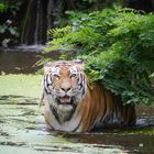 Abkühlung gefällig. Aufgenommen im Zoo Duisburg am 24.07.2014