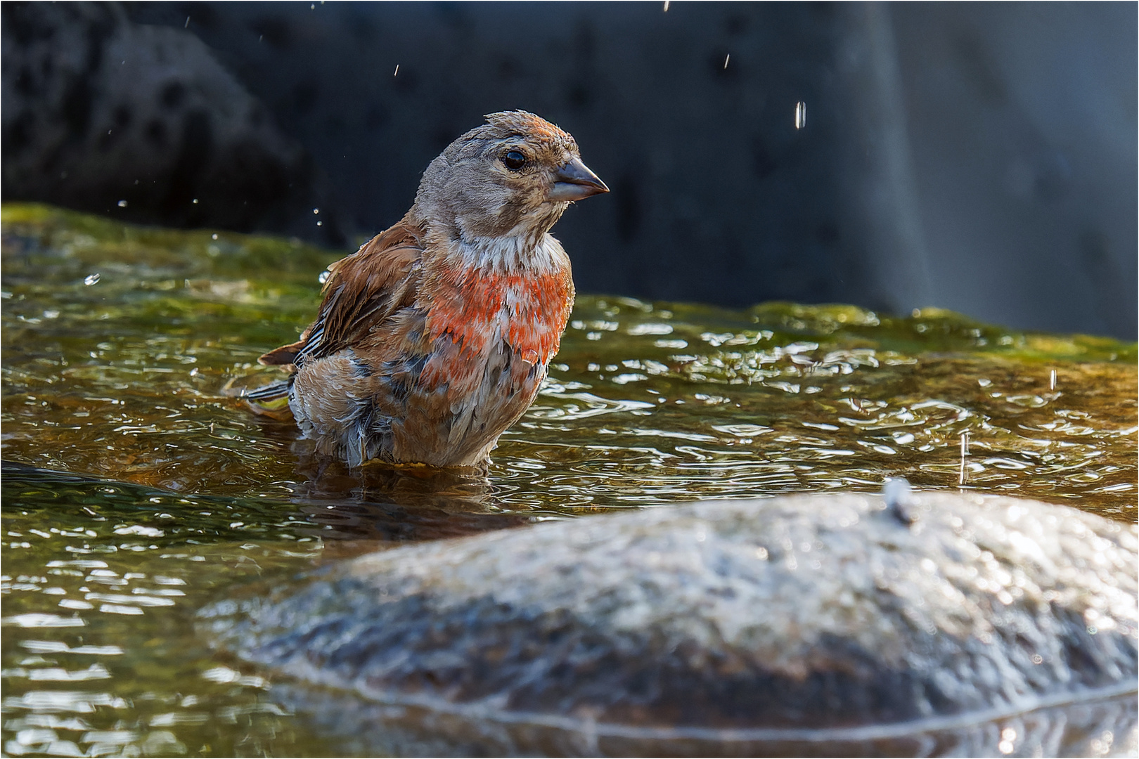 Abkühlung im Flachwasser  .....