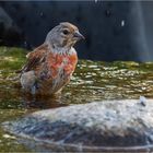 Abkühlung im Flachwasser  .....