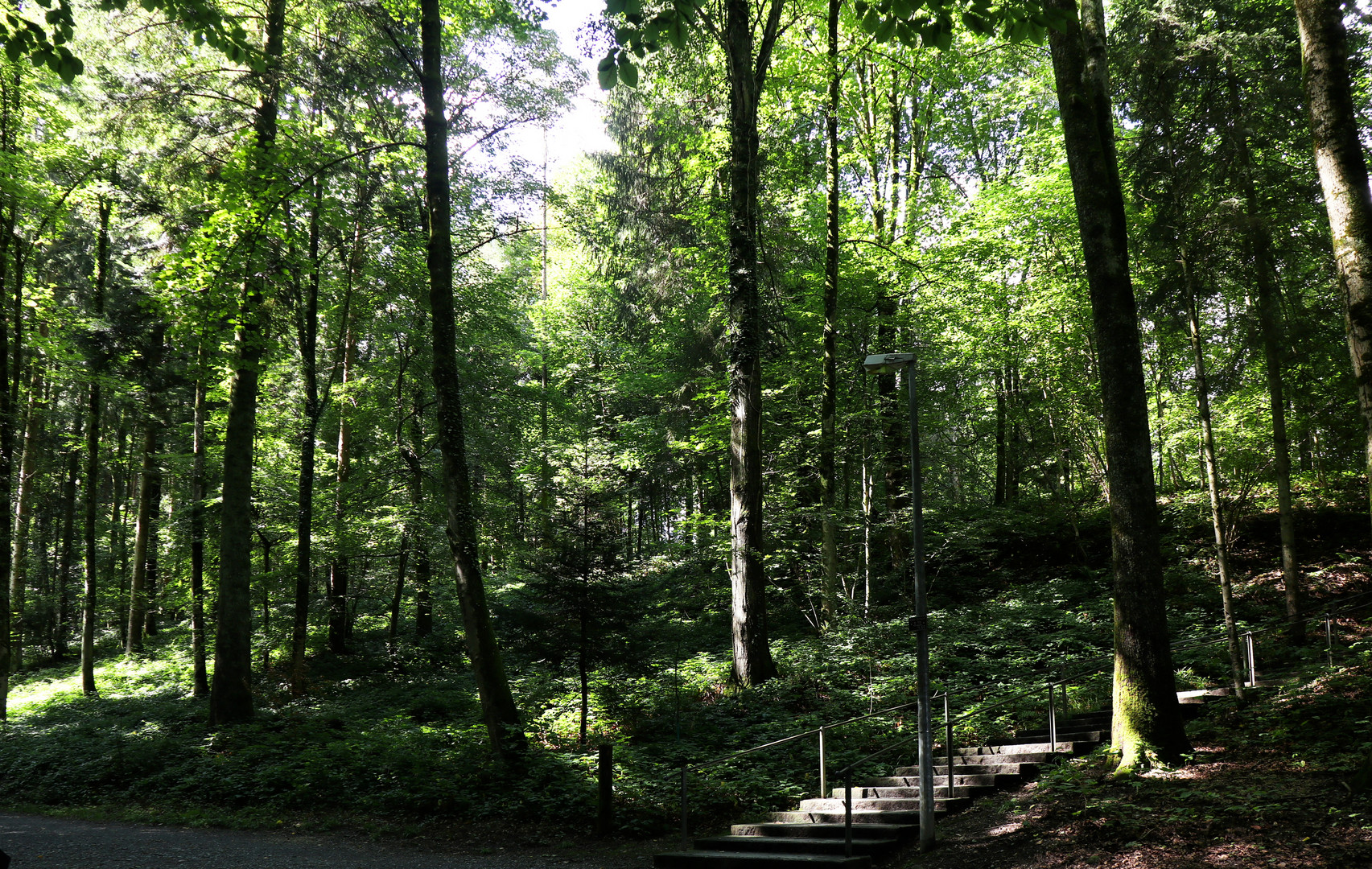 Abkühlung im Gütschwald